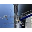 Used sailboat 31