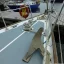 Used sailboat 31