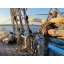 Used sailboat FISHING SMACK