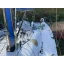 Used sailboat 11.3