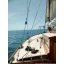 Used sailboat Elkins Carefree 25